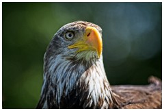 19 The English Falconry School  Eagle