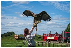 20 The English Falconry School  Eagle