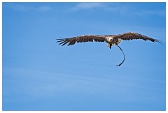 21 The English Falconry School  Eagle