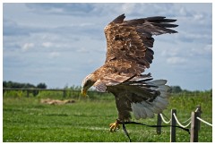 23 The English Falconry School  Eagle