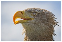 24 The English Falconry School  Eagle