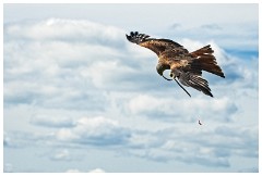 25 The English Falconry School  Red Kite
