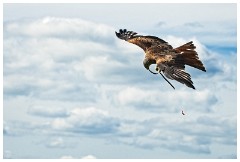 25 The English Falconry School  Red Kite