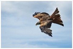 26 The English Falconry School  Red Kite