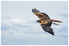 27 The English Falconry School  Red Kite
