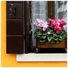 36 Burano  Window Boxes