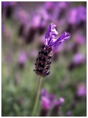 California 08  French Lavender at Helwig Winery, Plymouth