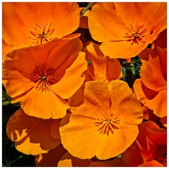 California 12  Helwig Winery, Plymouth - Californian Poppies