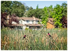 California 21  Red Winged Blackbird Cameron Park Lake