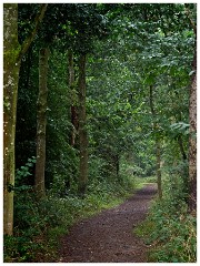 Thornham Walks 02  The Woods