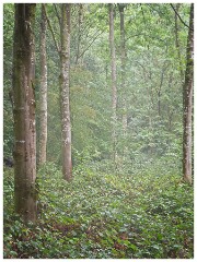 Thornham Walks 03  Misty Woods