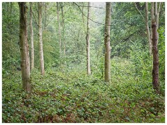 Thornham Walks 04  Misty Woods