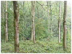 Thornham Walks 05  Misty Woods