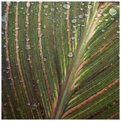 Thornham Walks 08  The Walled Garden Water Droplets