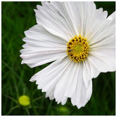 Thornham Walks 10  The Walled Garden Cosmos