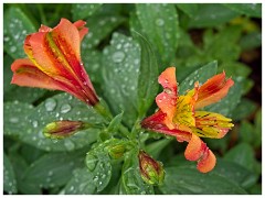 Thornham Walks 13  The Walled Garden Alstroemeria
