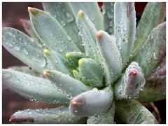 Thornham Walks 17  Walled Garden Cactus