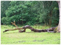 Thornham Walks 22  Crocodile Carving