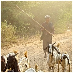 Bagan 34  Goat Herder