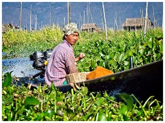 Inle Lake 61  The Locals Grow Fruit and  Vegetable on Floating Islands The farmers gather up Lake Bottom Weeds from the Deeper Part of the Lake, Bring them Back in Boats and make them into Floating Beds in their Garden Areas, Anchored by Bamboo Poles