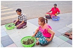 Yangon  11  Selling Birds to set them Free