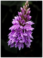 Dorset  005  Powerstock, Common Spotted Orchid