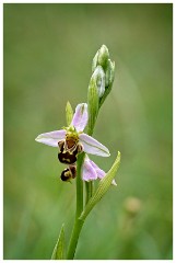 Dorset  006  Powerstock, Bee Orchid