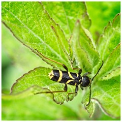 Dorset  009  Powerstock, Wasp Beetle