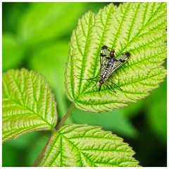 Dorset  010  Powerstock, Scorpion Fly