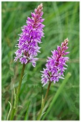 Dorset  013  Powerstock, Common Spotted Orchid