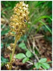 Dorset  014  Powerstock, Birds Nest Orchid