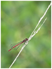 Dorset  015  Powerstock, Red Damselfly