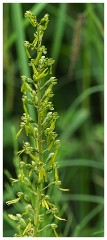 Dorset  016  Powerstock, Common Twayblade Orchid