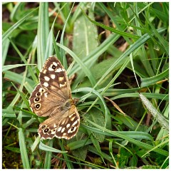 Dorset  017  Powerstock, Speckeled Wood Butterfly