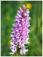 Dorset  018  Higher Kingcombe Meadows, Common Spotted Orchid
