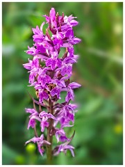 Dorset  019  Higher Kingcombe Meadows, Southern Marsh Orchid