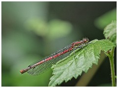 Dorset  020  Powerstock, Red Damselfly