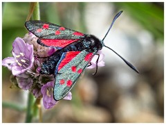Dorset  021  Chesil Beach, Six-spot Burnet
