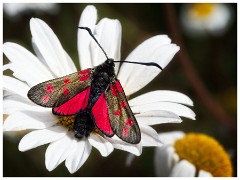 Dorset  022  Chesil Beach, Six-spot Burnet