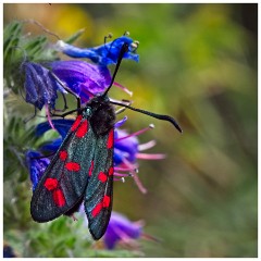 Dorset  023  Chesil Beach, Six-spot Burnet