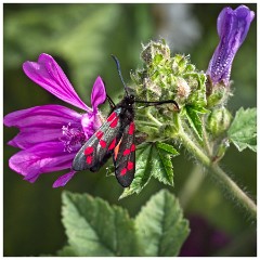 Dorset  024  Chesil Beach, Six-spot Burnet