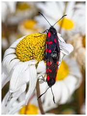 Dorset  025  Chesil Beach, Six-spot Burnet