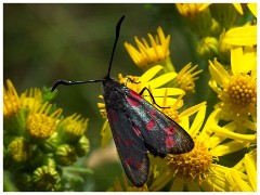 Dorset  028  Chesil Beach, Six-spot Burnet