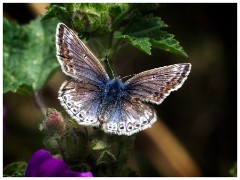Dorset  029  Chesil Beach, Common Blue Butterfly