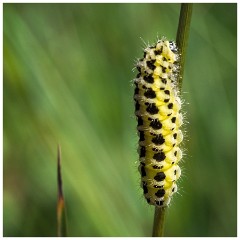 Dorset  031  Chesil Beach, Six-spot Burnet Caterpillar