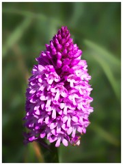 Dorset  033  Chesil Beach, Pyramidal Orchid