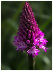 Dorset  034  Chesil Beach, Pyramidal Orchid