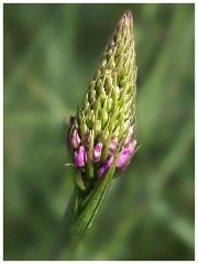 Dorset  035  Chesil Beach, Pyramidal Orchid