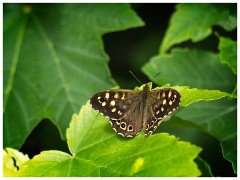 Dorset  037  Portland, Perryfield Qyarry, Speckled Wood