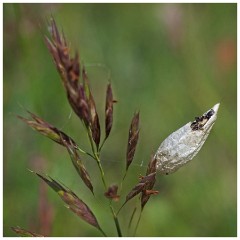 Dorset  040  Kingbarrow Quarry, Portland, Six-spot Burnet Cocoon